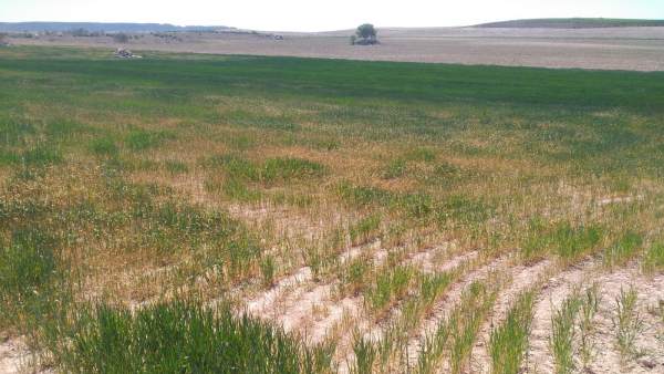 La sequía asola a España: pérdidas millonarias en el campo y el pasto