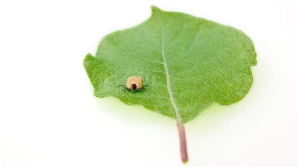 Garrapata Garrapata