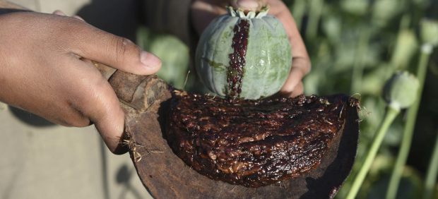 Cultivo de opio en Afganistán