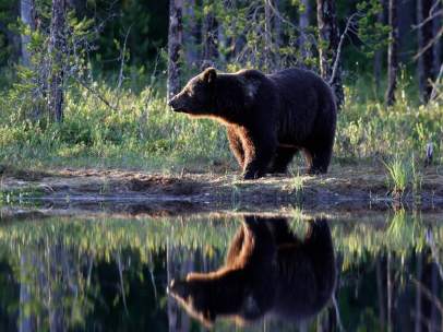 Oso pardo