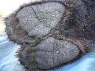 Oso
