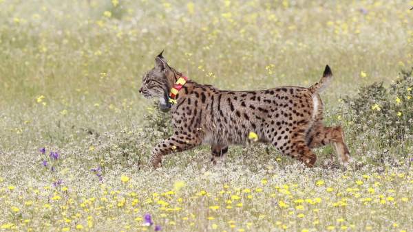 Lince ibérico Lince ibérico