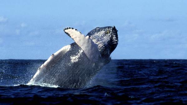 Ballena Ballena