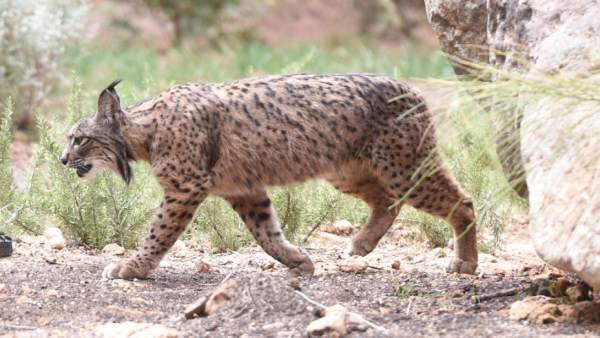 Lince Ibérico Lince Ibérico
