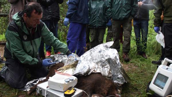 Investigadors de la UAB injecten la vacuna anticonceptiva al primer senglar del Vallès. Investigadors de la UAB injecten la vacuna anticonceptiva al primer senglar del Vallès.