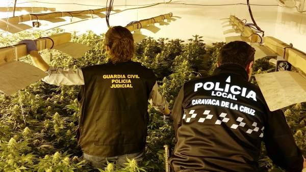 Marihuana intervenida Marihuana intervenida