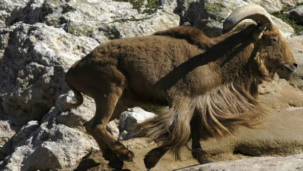 Ejemplar De Arruí Africano, Una Especie Invasora Introducida En La Península Ejemplar De Arruí Africano, Una Especie Invasora Introducida En La Península