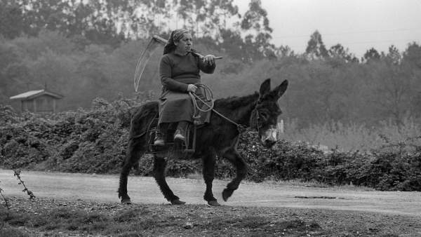 Retrato captado en A Coruña que sirve de portada a 'Hermano asno' Retrato captado en A Coruña que sirve de portada a 'Hermano asno'