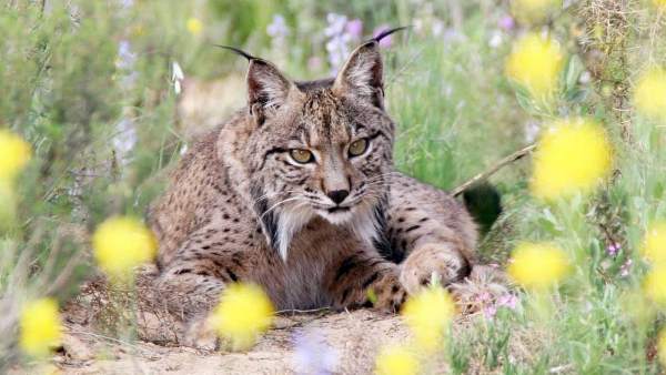 Lince Lince