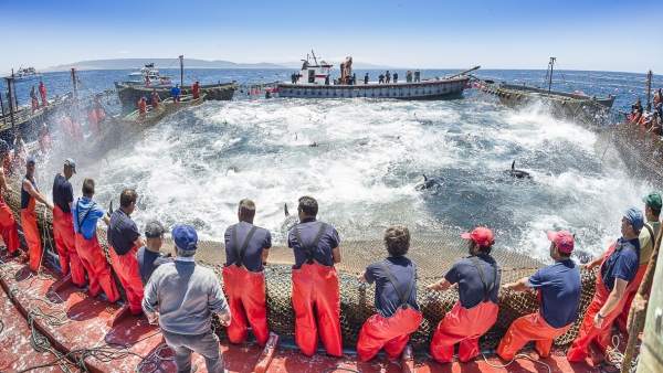 Levantá Almadraba de Barbate Levantá Almadraba de Barbate