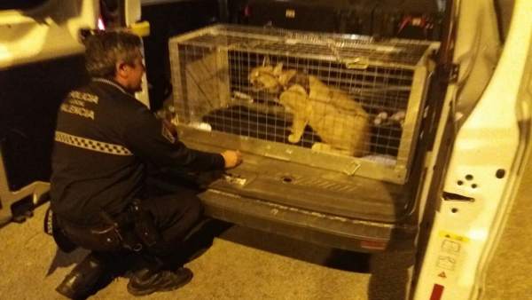 El animal ha sido entregado al centro de Primadomus en Villena (Alicante) El animal ha sido entregado al centro de Primadomus en Villena (Alicante)