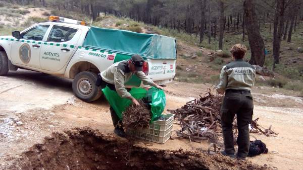 Los agentes de Medio Ambiente proceden a la destrucción de las trampas Los agentes de Medio Ambiente proceden a la destrucción de las trampas