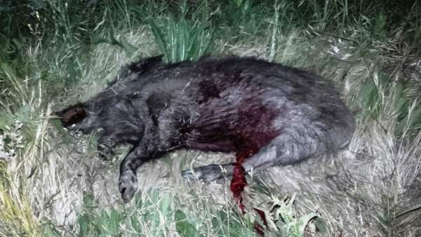 Jabalí atropellado en Arguedas Jabalí atropellado en Arguedas