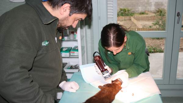Visón europeo en exploración en La Alfranca. Visón europeo en exploración en La Alfranca.