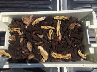 Pepinos de mar y pescado incautado