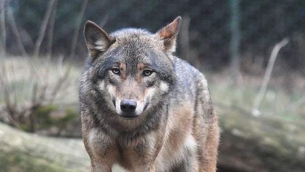 Lobo gris Lobo gris