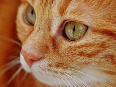Gato