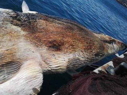 Ballena