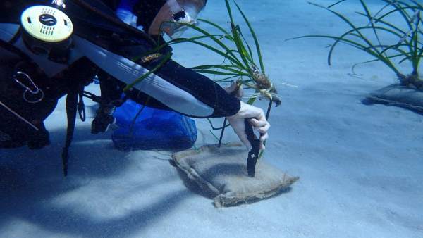 Posidonia Posidonia