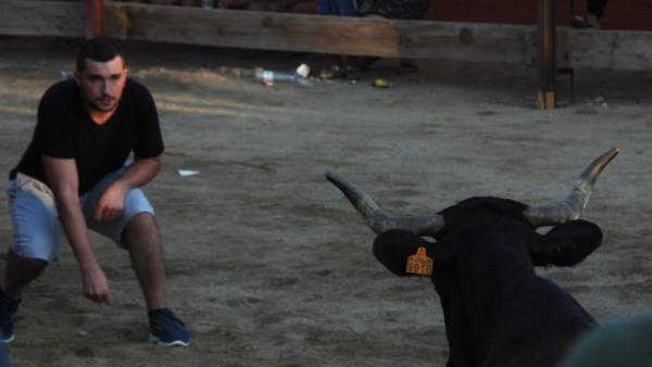 Un joven delante de una vaquilla en los 'correbous' de Morell (Tarragona) Un joven delante de una vaquilla en los 'correbous' de Morell (Tarragona)
