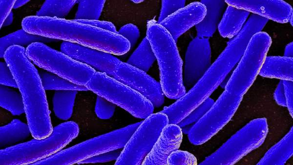 E.coli