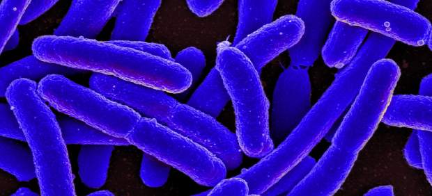 E.coli