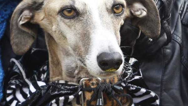 Perro de caza Perro de caza