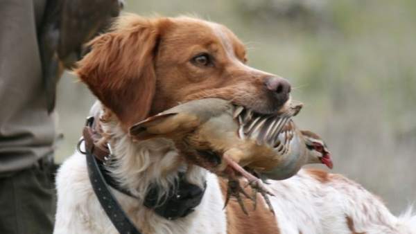 Perro de caza Perro de caza
