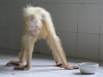 Orangután albino