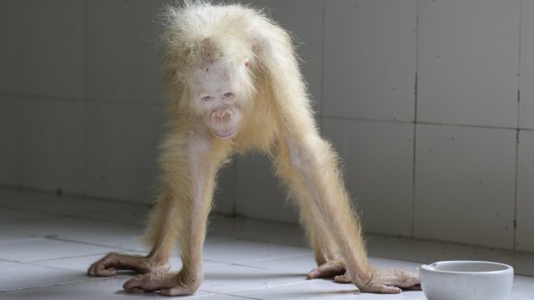 Orangután albino Orangután albino
