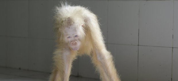 Orangután albino