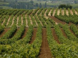 Rioja alavesa