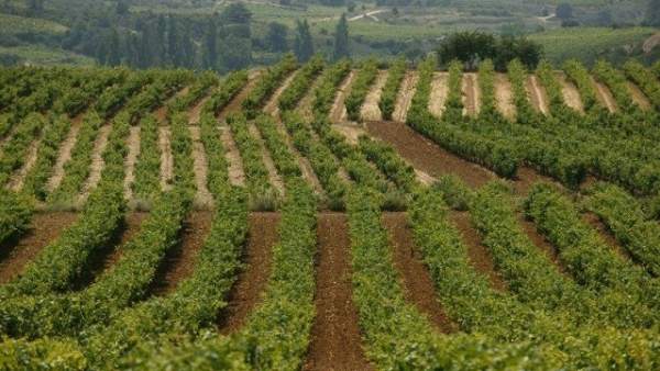 Rioja alavesa Rioja alavesa