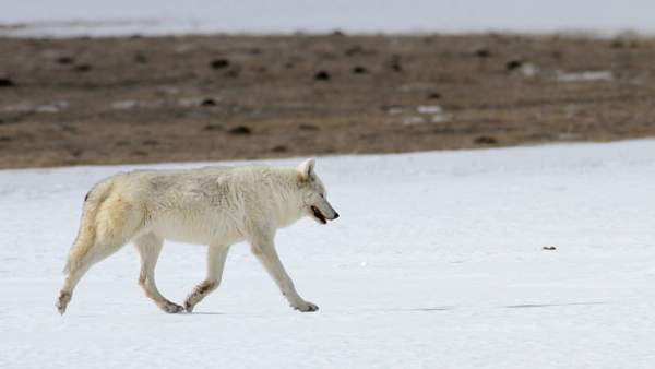 Lobo blanco Lobo blanco