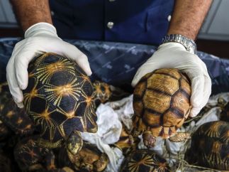 Tortugas incautadas