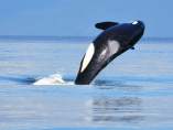 Detectan la primera orca capaz de reproducir palabras del lenguaje humano