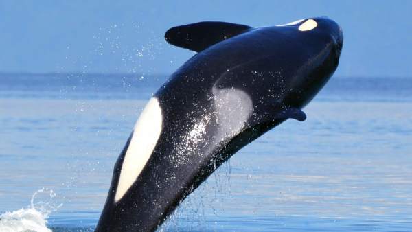 Orca. Orca.