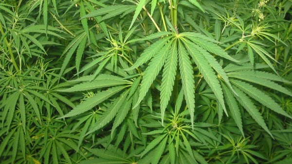Cannabis Cannabis