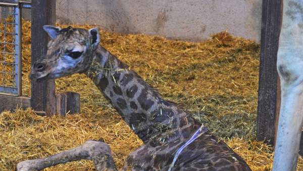 Naix en el Bioparc una nova girafa d'una subespècie en perill d'extinció Naix en el Bioparc una nova girafa d'una subespècie en perill d'extinció