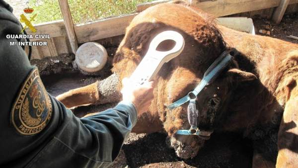 El caballo fallecido en la finca El caballo fallecido en la finca