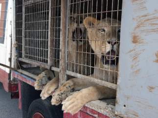 Leones