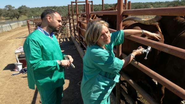 Reparto de vacunas contra la lengua azul en Huelva. Reparto de vacunas contra la lengua azul en Huelva.