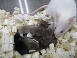 Ratones espaciales