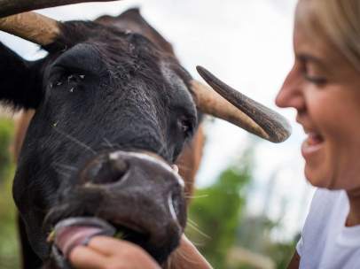 160.000 firmas piden el indulto de la vaca de lidia Margarita.