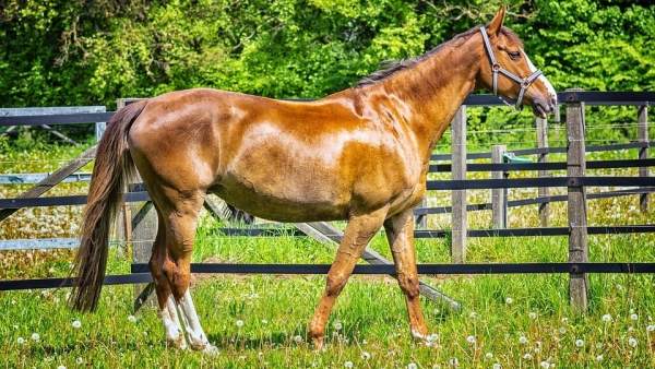 Caballo Caballo
