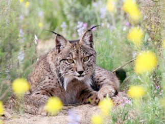 Lince ibérico