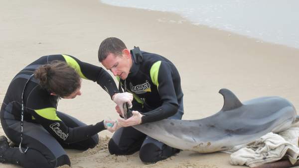 Oceanogràfic imparte un curso sobre varamientos de animales a la Cruz Roja Oceanogràfic imparte un curso sobre varamientos de animales a la Cruz Roja