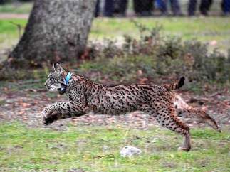 Ejemplar de lince ibérico