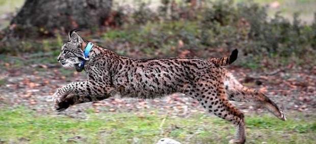 Ejemplar de lince ibérico