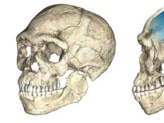 'Homo sapiens'